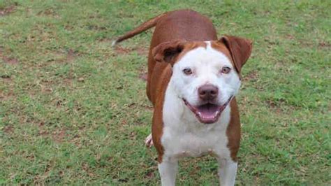 Edmond animal shelter - Adopting a pet is a noble gesture. You are basically the savior of that soul and you are responsible for his life from that point forward. The post-adoption time is a real treat for anyone that is looking for a furry companion.